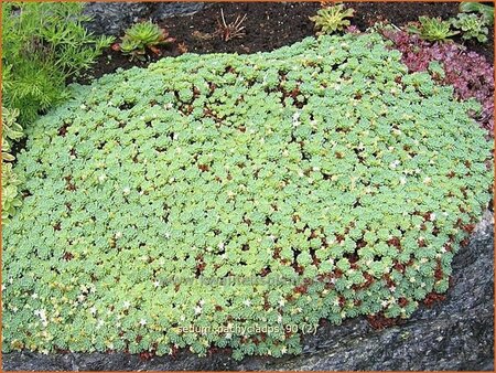 Sedum pachyclados