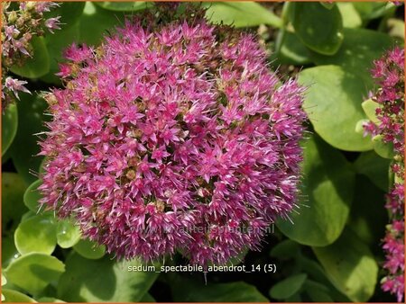 Sedum spectabile &#39;Abendrot&#39;