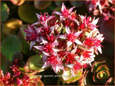 Sedum spurium &#39;Purpurteppich&#39;