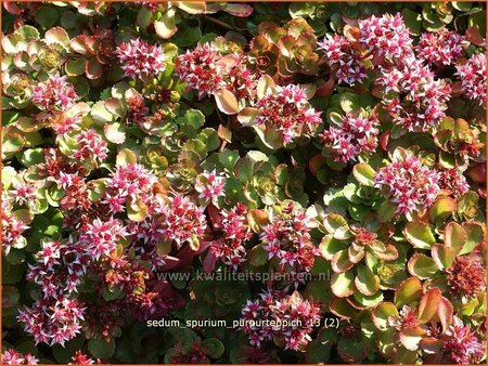 Sedum spurium &#39;Purpurteppich&#39;