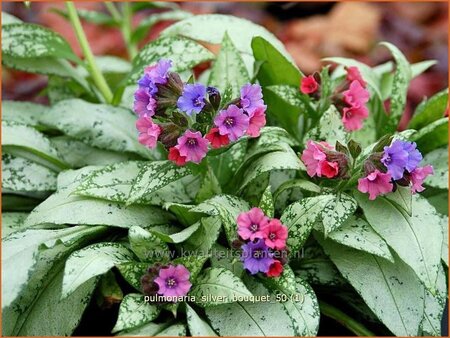 Pulmonaria &#39;Silver Bouquet&#39;