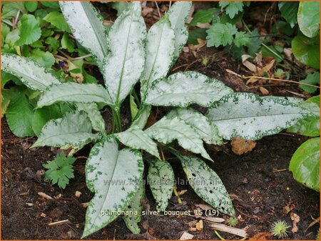 Pulmonaria &#39;Silver Bouquet&#39;