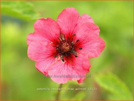 Potentilla nepalensis &#39;Miss Willmott&#39;