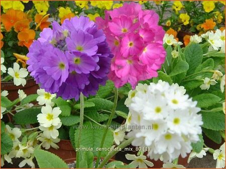 Primula denticulata &#39;Mix&#39;