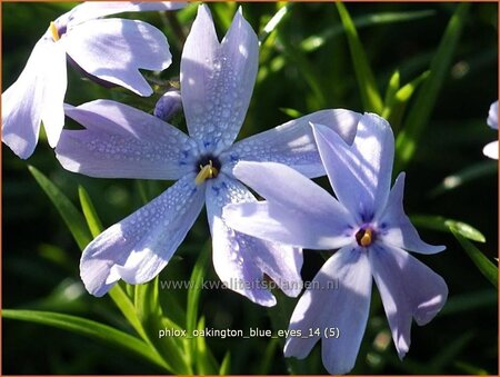 Phlox &#39;Oakington Blue Eyes&#39;