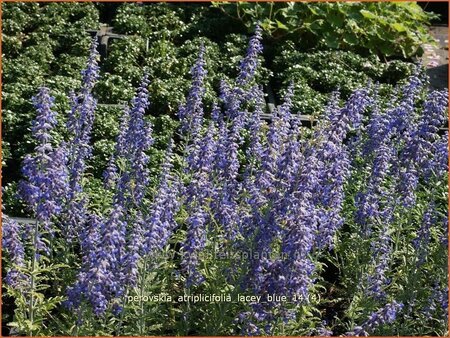Perovskia atriplicifolia &#39;Lacey Blue&#39;