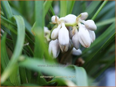 Ophiopogon japonicus