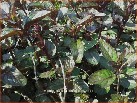 Mentha piperita &#39;Chocolate&#39;