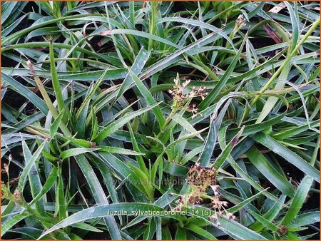 Luzula sylvatica &#39;Bromel&#39;