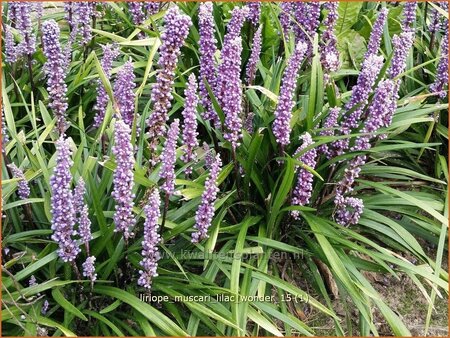 Liriope muscari &#39;Lilac Wonder&#39;