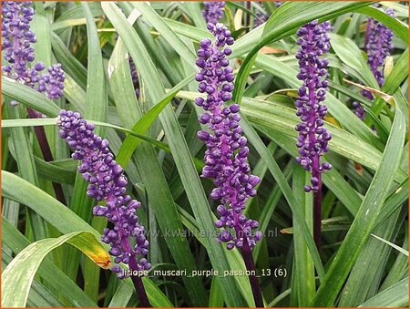 Liriope muscari &#39;Purple Passion&#39;