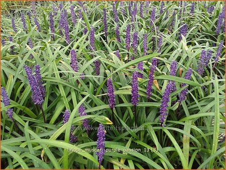 Liriope muscari &#39;Purple Passion&#39;