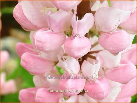 Lupinus 'Gallery Pink'