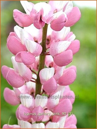 Lupinus 'Gallery Pink'