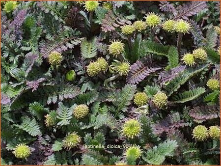 Leptinella dioica