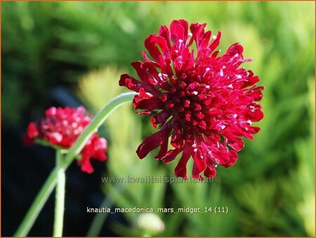 Knautia macedonica &#39;Mars Midget&#39;