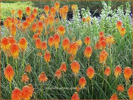 Kniphofia &#39;Ember Glow&#39;