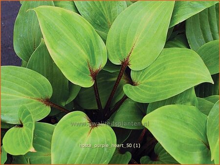 Hosta &#39;Purple Heart&#39;