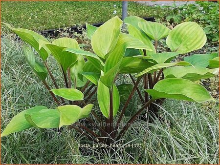 Hosta &#39;Purple Heart&#39;