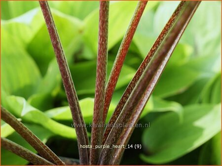 Hosta &#39;Purple Heart&#39;