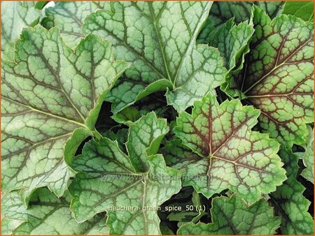 Heuchera &#39;Green Spice&#39;