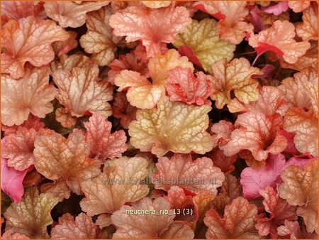 Heuchera &#39;Rio&#39;