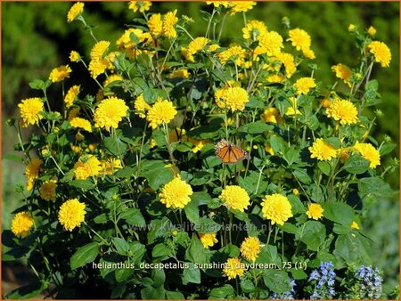 Helianthus decapetalus &#39;Sunshine Daydream&#39;