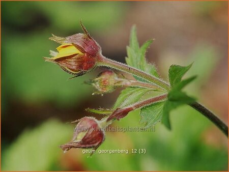 Geum &#39;Georgenberg&#39;