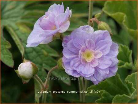Geranium pratense &#39;Summer Skies&#39;
