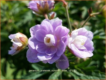 Geranium pratense &#39;Summer Skies&#39;