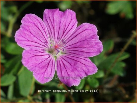 Geranium sanguineum &#39;John Elsley&#39;