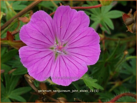Geranium sanguineum &#39;John Elsley&#39;