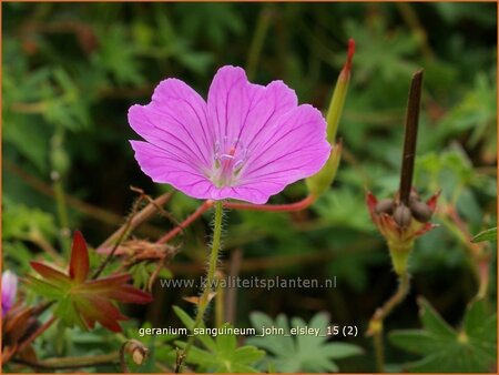 Geranium sanguineum &#39;John Elsley&#39;