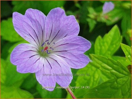 Geranium nodosum &#39;Purpur&#39;