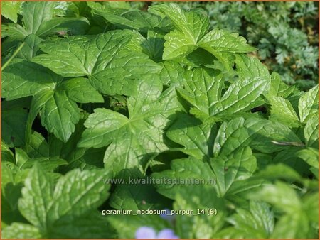 Geranium nodosum &#39;Purpur&#39;