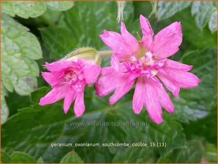 Geranium oxonianum &#39;Southcombe Double&#39;