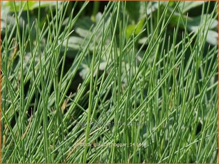 Festuca glauca &#39;Hoggar&#39;