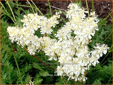 Filipendula vulgaris