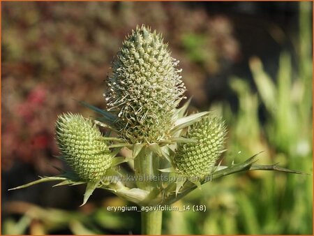 Eryngium agavifolium