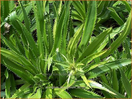 Eryngium agavifolium