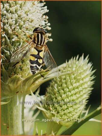 Eryngium agavifolium