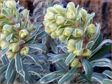 Euphorbia characias &#39;Glacier Blue&#39;