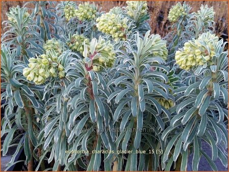 Euphorbia characias &#39;Glacier Blue&#39;