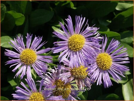 Erigeron &#39;Mrs E.H. Beale&#39;