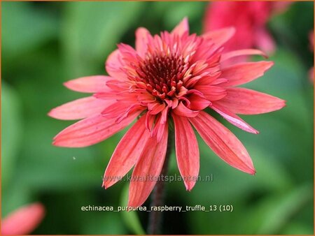 Echinacea purpurea &#39;Raspberry Truffle&#39;