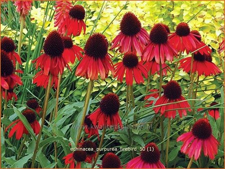 Echinacea purpurea &#39;Firebird&#39;