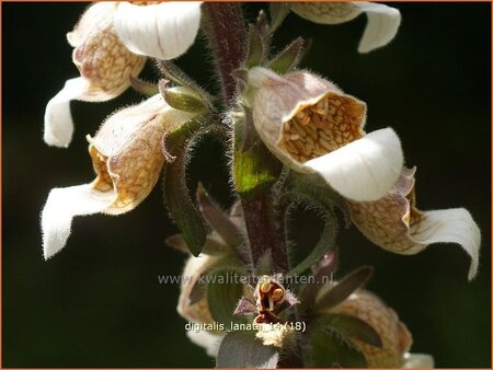 Digitalis lanata