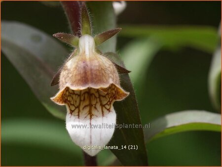 Digitalis lanata