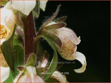 Digitalis lanata