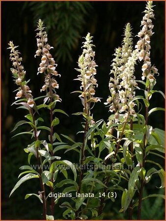 Digitalis lanata